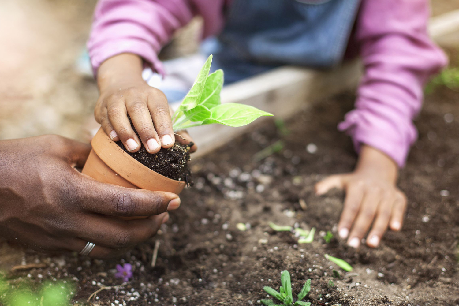 A B Cube Child planting a sapling 